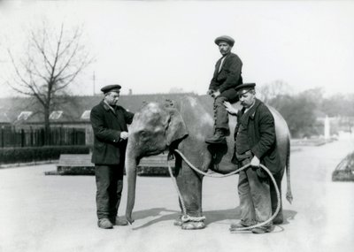 1922年6月にロンドン動物園で飼育員A.チャーチとH.ロバートソンと一緒に育ったインド象の赤ちゃん 作： Frederick William Bond