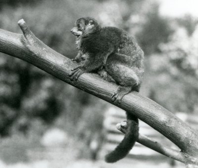 1929年10月、ロンドン動物園で枝の上で休む絶滅危惧種のコケルジャイアントマウスキツネザル／コケルジャイアントマウスキツネザル／サザンジャイアントマウスキツネザル（モノクロ写真）。 作： Frederick William Bond