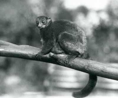 1929年10月、ロンドン動物園で枝の上で休む絶滅危惧種のコケルジャイアントマウスキツネザル／コケルジャイアントマウスキツネザル／サザンジャイアントマウスキツネザル（モノクロ写真）。 作： Frederick William Bond