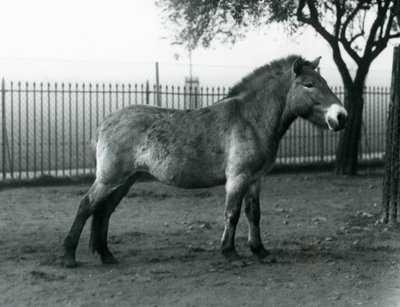 1927年10月、絶滅危惧種のPrzewalskis Wild Horseがロンドン動物園のパドックに立っています。 作： Frederick William Bond