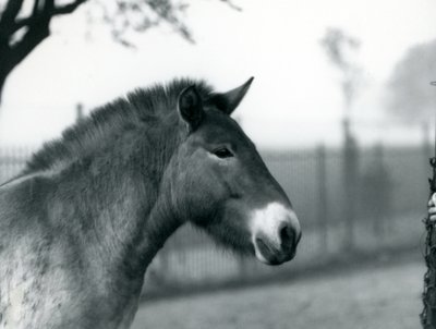 1927年10月、絶滅危惧種のPrzewalskis Wild Horseがロンドン動物園のパドックに立っています。 作： Frederick William Bond