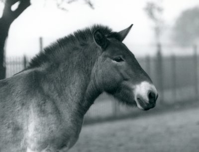 1927年10月、絶滅危惧種のPrzewalskis Wild Horseがロンドン動物園のパドックに立っています。 作： Frederick William Bond