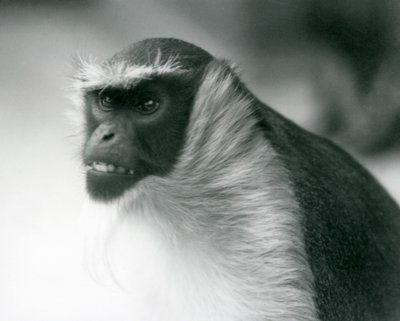 1927年にロンドン動物園で絶滅危惧種のロロウェイモンキー 作： Frederick William Bond