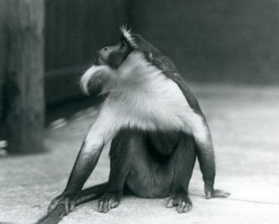 絶滅危惧種のロロウェイモンキーが地面に座って、上を向いて、尾を押さえながら、ロンドン動物園、1927年 作： Frederick William Bond