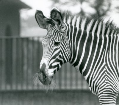 絶滅危惧種のグレビーシマウマの雌／雌（ロンドン動物園、1926年7月）（モノクロ写真 作： Frederick William Bond