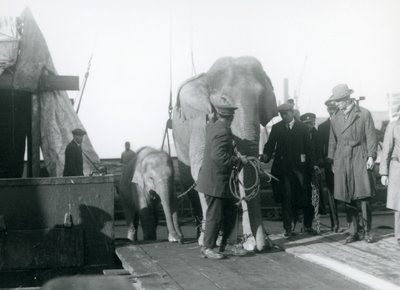 1927年にロンドン動物園に向かう途中のボートから降りるアジアゾウ 作： Frederick William Bond