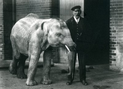 1915年11月、ロンドン動物園の飼育員チャールズエイルズと一緒に赤ちゃんアジア象 作： Frederick William Bond