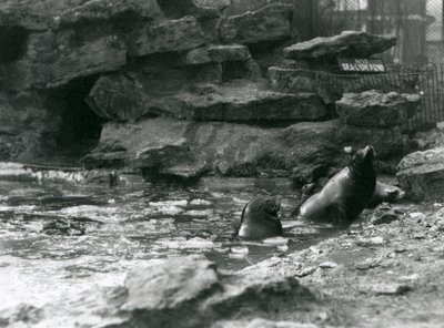 プールに氷を張ったカリフォルニア・アシカ（ロンドン動物園 作： Frederick William Bond