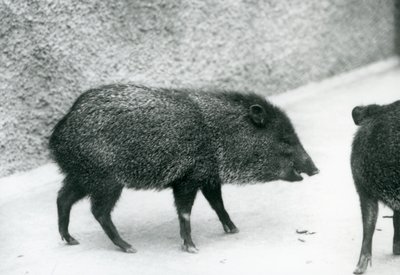 1927年にロンドン動物園で首輪を付けられたペッカリー 作： Frederick William Bond