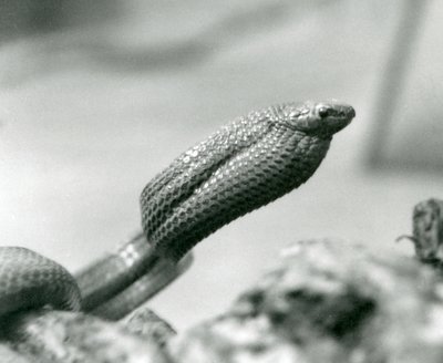 1930年、ロンドン動物園のエッグイーター・スネーク（モノクロ写真 作： Frederick William Bond
