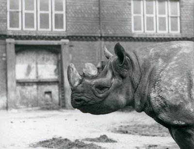 ロンドン動物園の黒サイ（メス）「Eliza 作： Frederick William Bond