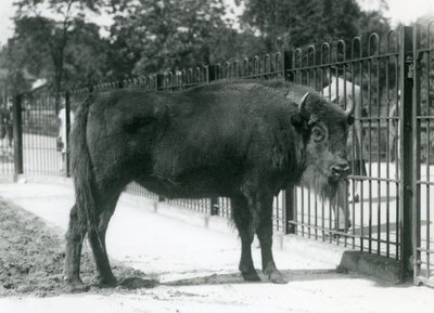パドックのバーに立つヨーロッパバイソンの「ジョージナ」（ロンドン動物園 作： Frederick William Bond