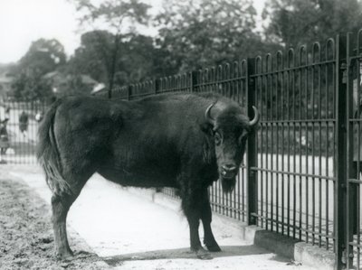 1926年8月12日、ロンドンの動物園にあるパドックのバーでヨーロッパのバイソンジョージナ 作： Frederick William Bond