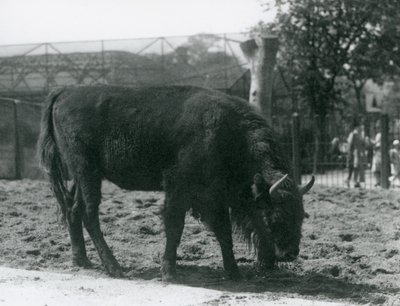 1926年8月12日、ロンドンの動物園のパドックで草を食べるヨーロッパのバイソンジュリア 作： Frederick William Bond