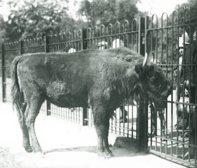 パドックのバーで来園者と触れ合うヨーロッパバイソンの「ジュリア」（ロンドン動物園 作： Frederick William Bond