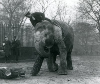 アジアゾウの雌「Indiarani」が幹で木材を動かしているところを、飼育員が背中に座って指示し、他の2人が見ている（ロンドン動物園 作： Frederick William Bond