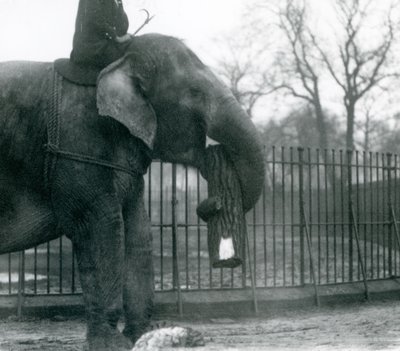 飼育員が背中に座って指示を出しながら、幹で木材を動かす雌のアジアゾウ「Indiarani」（ロンドン動物園 作： Frederick William Bond