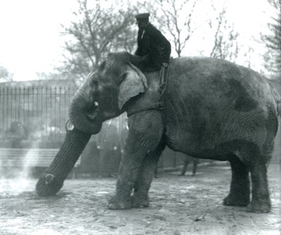 1925年にロンドン動物園で飼育されているアジアゾウの女性、インディアラニ、幹とともに木材を動かす 作： Frederick William Bond