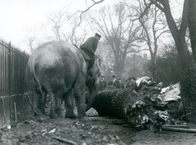 1925年にロンドン動物園で飼育されているアジアゾウの女性、インディアラニ、幹とともに木材を動かす 作： Frederick William Bond
