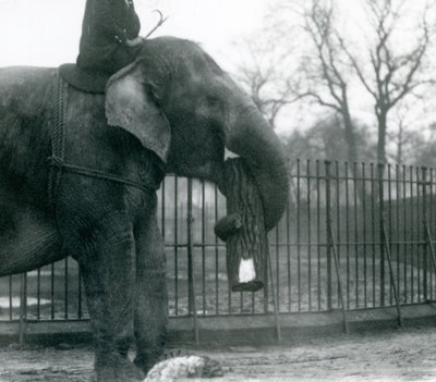 1925年にロンドン動物園で飼育されているアジアゾウの女性、インディアラニ、幹とともに木材を動かす 作： Frederick William Bond