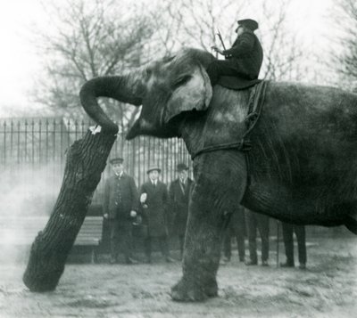 1925年にロンドン動物園で飼育されているアジアゾウの女性、インディアラニ、幹とともに木材を動かす 作： Frederick William Bond