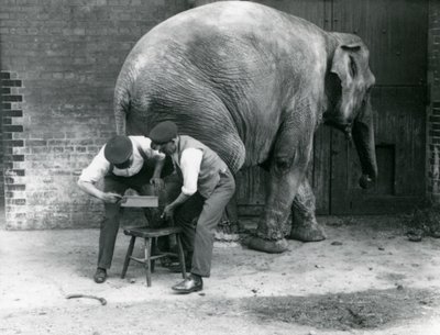 1926年8月、ロンドン動物園で飼育係が足を整えたアジアゾウの女性 作： Frederick William Bond