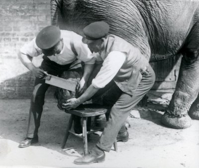 1926年8月、ロンドン動物園で飼育係が足を整えたアジアゾウの女性 作： Frederick William Bond