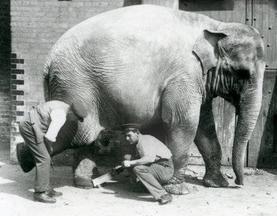 1926年8月、ロンドン動物園で飼育係が足を整えたアジアゾウの女性 作： Frederick William Bond