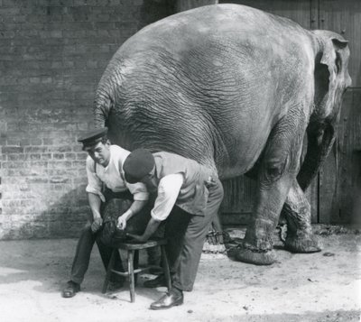 1926年8月、ロンドン動物園の飼育係が足を整えた女性のアジアゾウ 作： Frederick William Bond