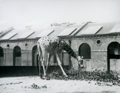1927年7月、ロンドン動物園のキリン舎の横にあるパドックで葉を食べようと手を伸ばす雌のキリン「モード」（モノクロ写真）。 作： Frederick William Bond