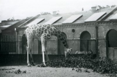 1927年7月、ロンドン動物園のキリン舎の横にあるパドックで葉を食べようと手を伸ばす雌のキリン「モード」（モノクロ写真）。 作： Frederick William Bond