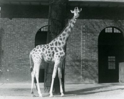 木の前に立つ雌のキリン「モード」（ロンドン動物園、キリン舎の横のパドックにて 作： Frederick William Bond