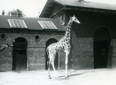 1925年7月、ロンドン動物園のキリンハウスの外のパドックに立っている、女性のキリン、モード 作： Frederick William Bond