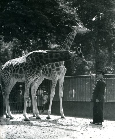 1924年7月、ロンドン動物園の飼育係のアーニーボーマン教授と一緒にいる女性のキリンモードとマギー 作： Frederick William Bond