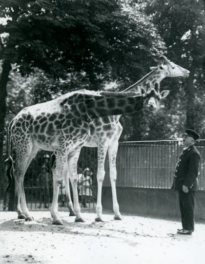 1924年7月、ロンドン動物園の飼育係のアーニーボーマン教授と一緒にいる女性のキリンモードとマギー 作： Frederick William Bond