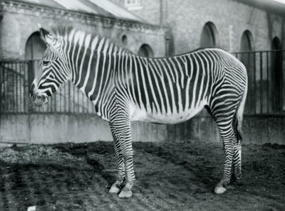 1927年にロンドン動物園のパドックに立っている女性のグレビーシマウマ、またはインペリアルシマウマ、ジェニー 作： Frederick William Bond