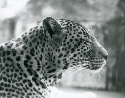 1925年8月にロンドン動物園で雌ヒョウデイジー 作： Frederick William Bond