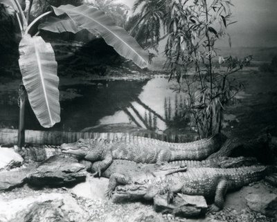 1929年、ロンドン動物園でバナナの木を背景にパノラマ撮影された4匹のアリゲーター（モノクロ写真 作： Frederick William Bond
