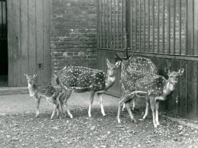 1926年、ロンドン動物園の4頭のアクシスジカ（角のある雄ジカと子ジカ）（モノクロ写真 作： Frederick William Bond