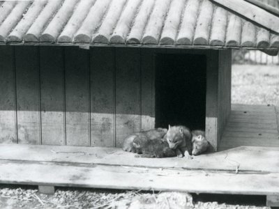 巣穴の入り口で休む4匹のコヨーテの子犬（ロンドン動物園 作： Frederick William Bond