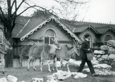 4匹のエランドは、給餌時に、1925年6月にロンドン動物園のアンテロープハウスの外のパドックで飼育係を追跡します。 作： Frederick William Bond