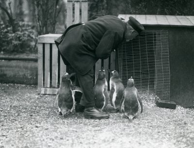 キーパーと一緒にいるジェンツーペンギンアルバートホワイト、ロンドン動物園、1914年 作： Frederick William Bond