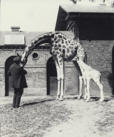 ロンドン動物園での生後3日の赤ちゃんと飼育係のキリン、1914年 作： Frederick William Bond