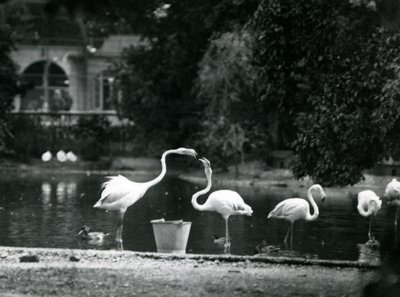 1924年にロンドン動物園の湖にいるオオフラミンゴ 作： Frederick William Bond