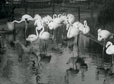 ロンドン動物園の池にいるオオフラミンゴ、1926 作： Frederick William Bond