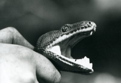 飼育員に首を掴まれて口を開けているエメラルドツリーボアの頭部（ロンドン動物園 作： Frederick William Bond