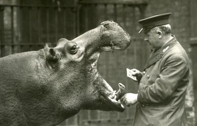 1927年にロンドン動物園で飼育されていたアーニーボーマンとカバのボビー 作： Frederick William Bond