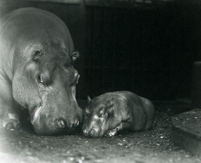 1927年3月にロンドン動物園で男性の子牛のジミーと一緒にいるカバジョーン 作： Frederick William Bond