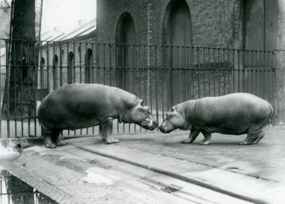 カバのボビーとジョーンは、1923年にロンドン動物園で紹介されました（bw写真） 作： Frederick William Bond