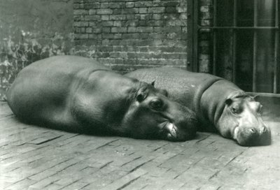 1923年7月、ロンドン動物園のカバのボビーとジョアンが囲いに横たわる（bw写真） 作： Frederick William Bond